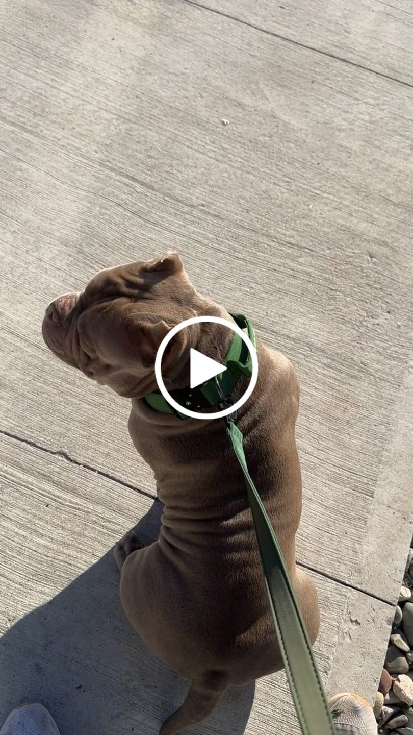 Customer video review of Comfort Control Collar Set - Army Green