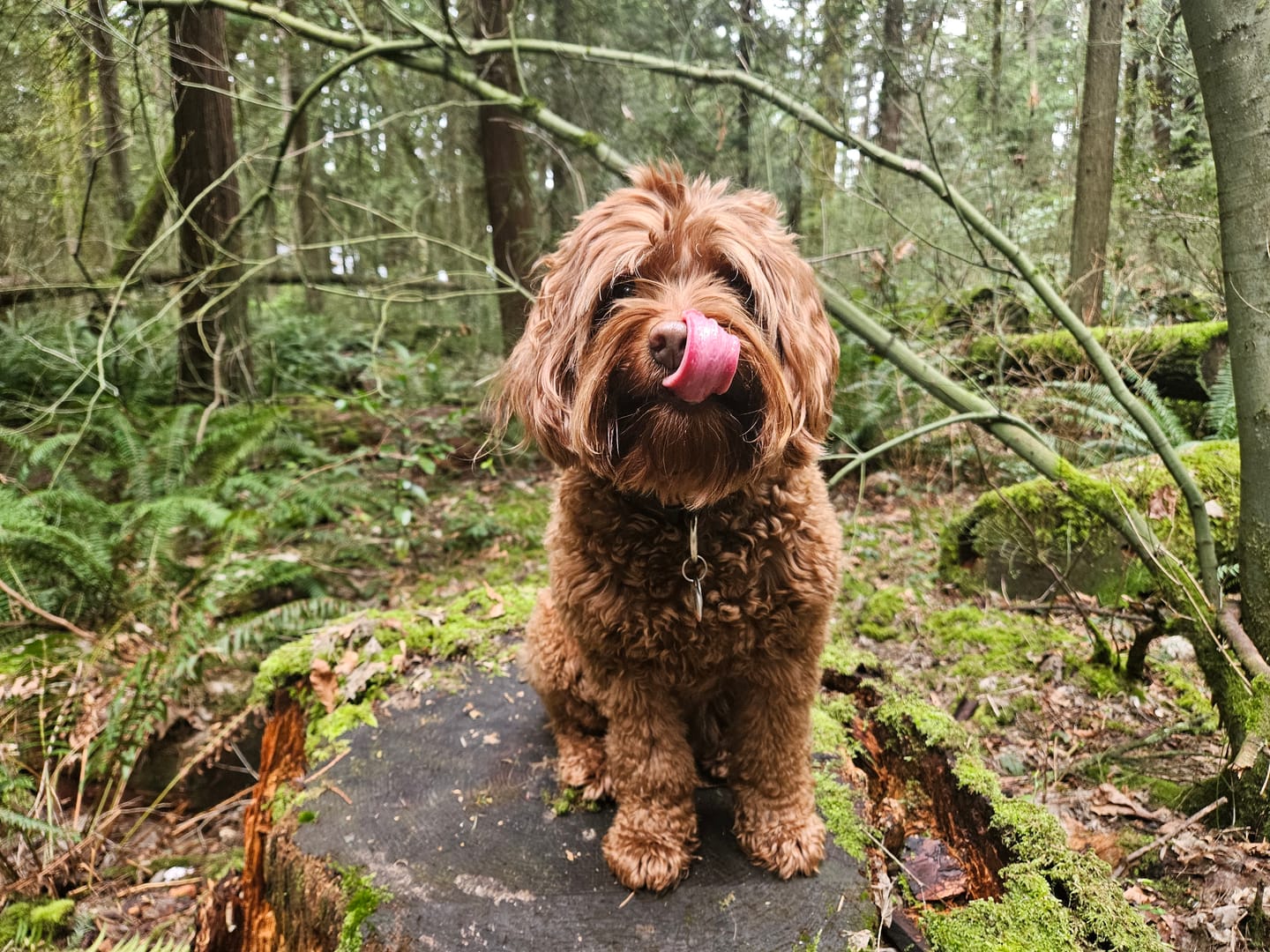 Customer photo review of 6 Inch Thick Bully Stick