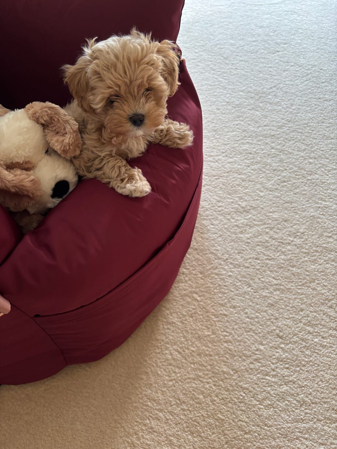 Customer photo review of Travel Dog Pod - Rosewood