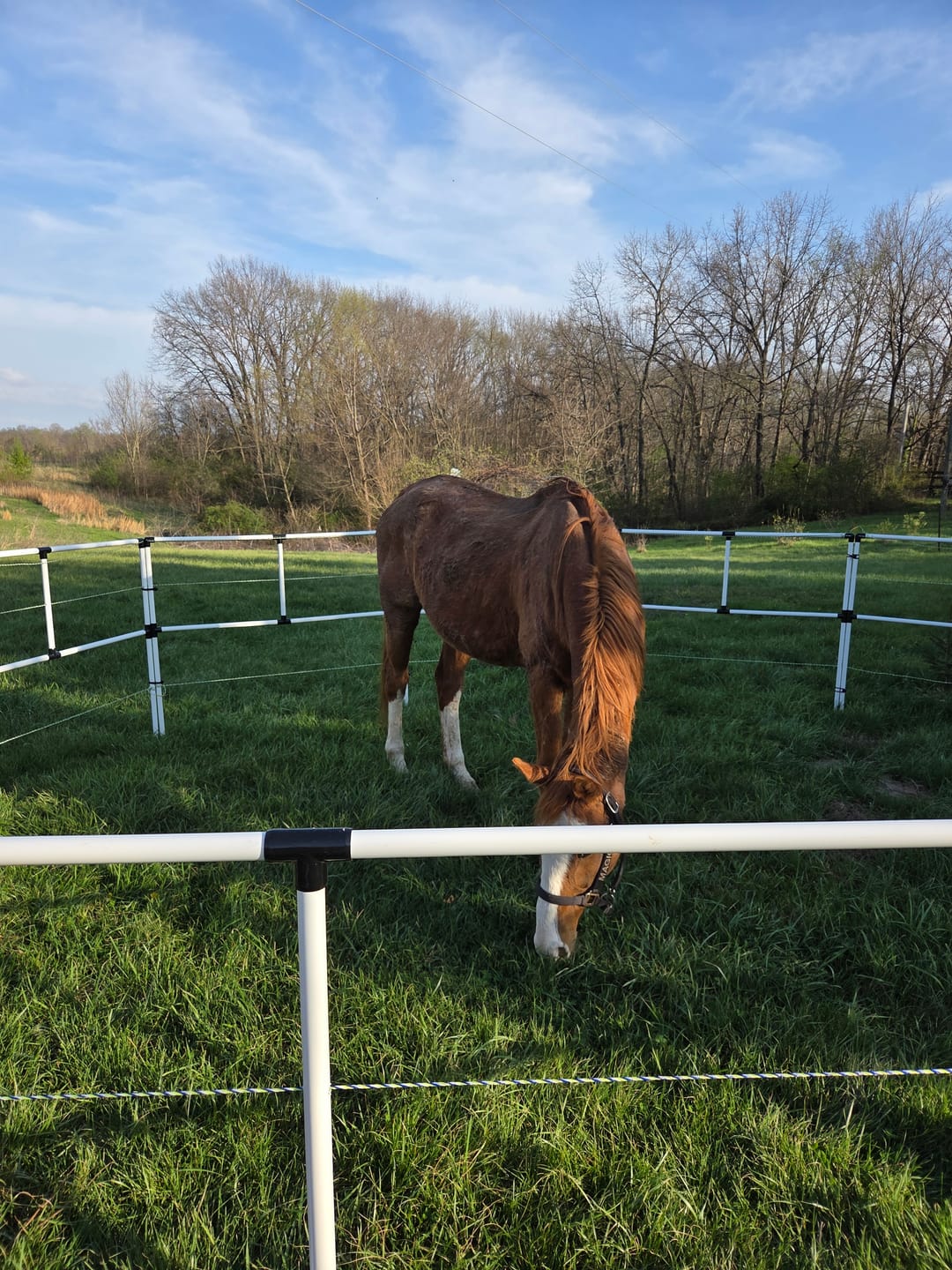 Customer photo review of Ready Made Portable Electric Horse Corral Fencing: (Electric EconoLine 10+2=12 Panels; 2 Rails)