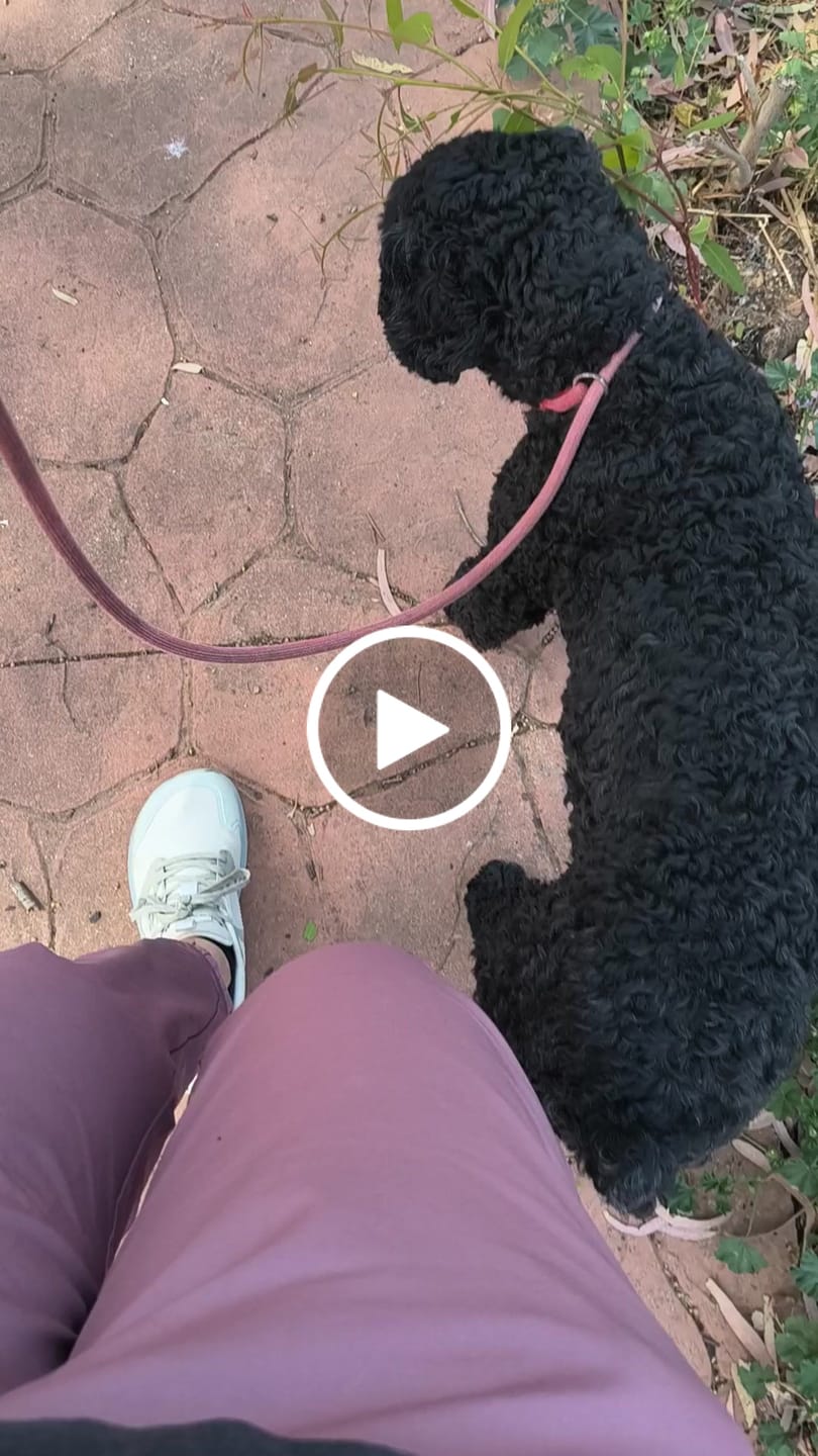 Customer video review of Aurora - Zapatos De Punta Ancha