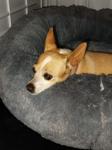 Perrito de un cliente recostado en la cómoda Cama Antiestrés para Perros gris y afelpada.