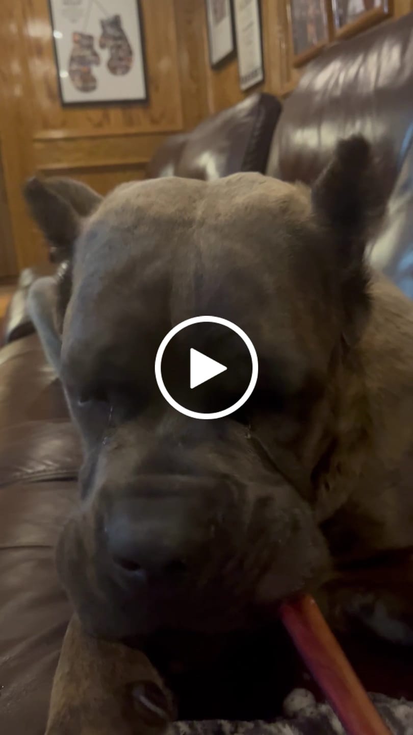 Customer video review of 12 Inch Thick Bully Stick
