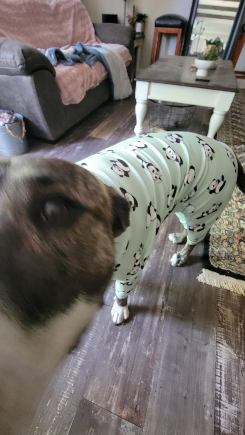 Customer photo review of Dog Pajama Prints