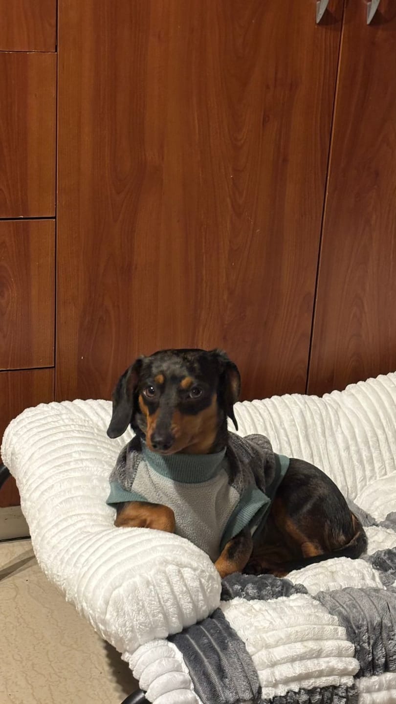 Customer photo review of Cama Elevada THE DOGS: Frescura y Ventilación