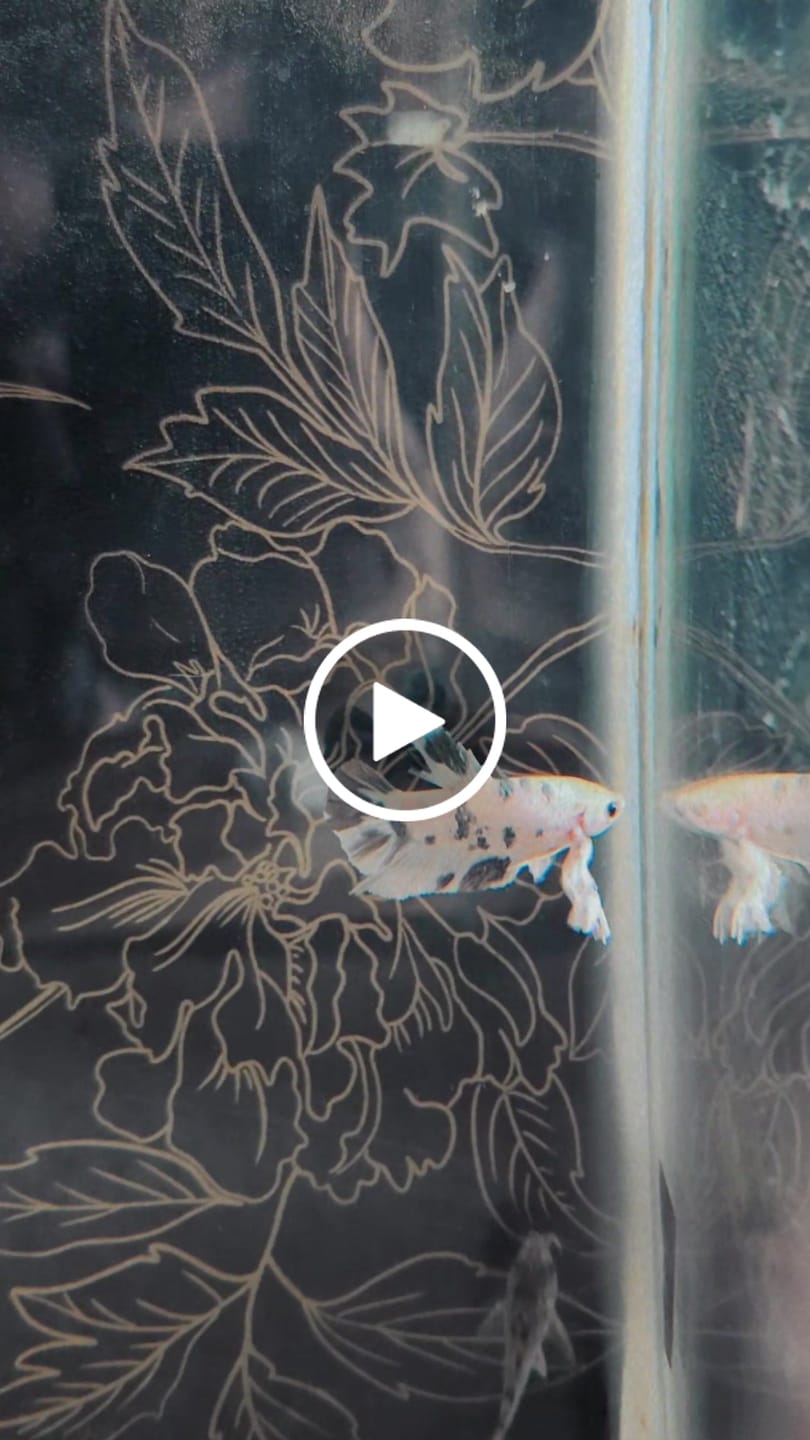 Customer video review of Rare Dumbo Koi Betta Fish (Male)