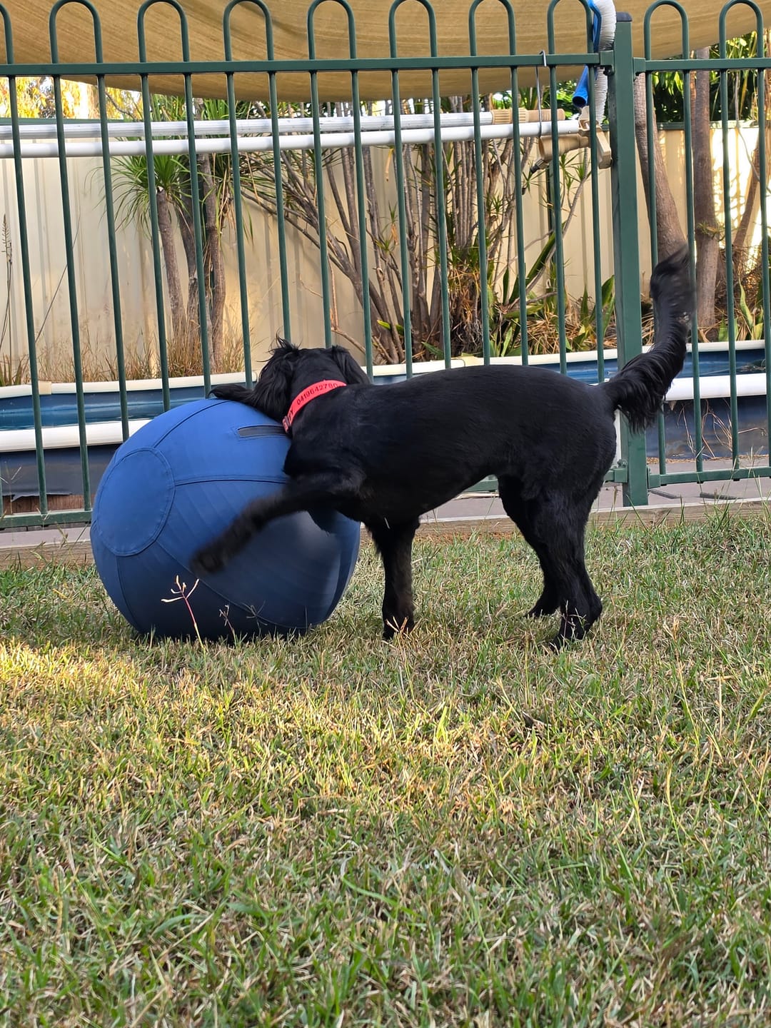 Customer photo review of Herding Ball