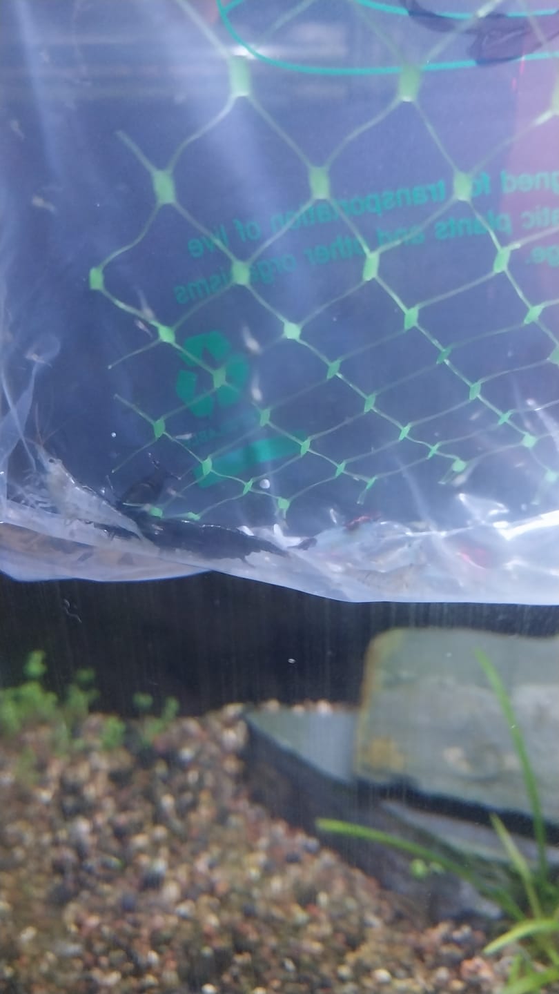 Customer photo review of Green Jade Shrimp