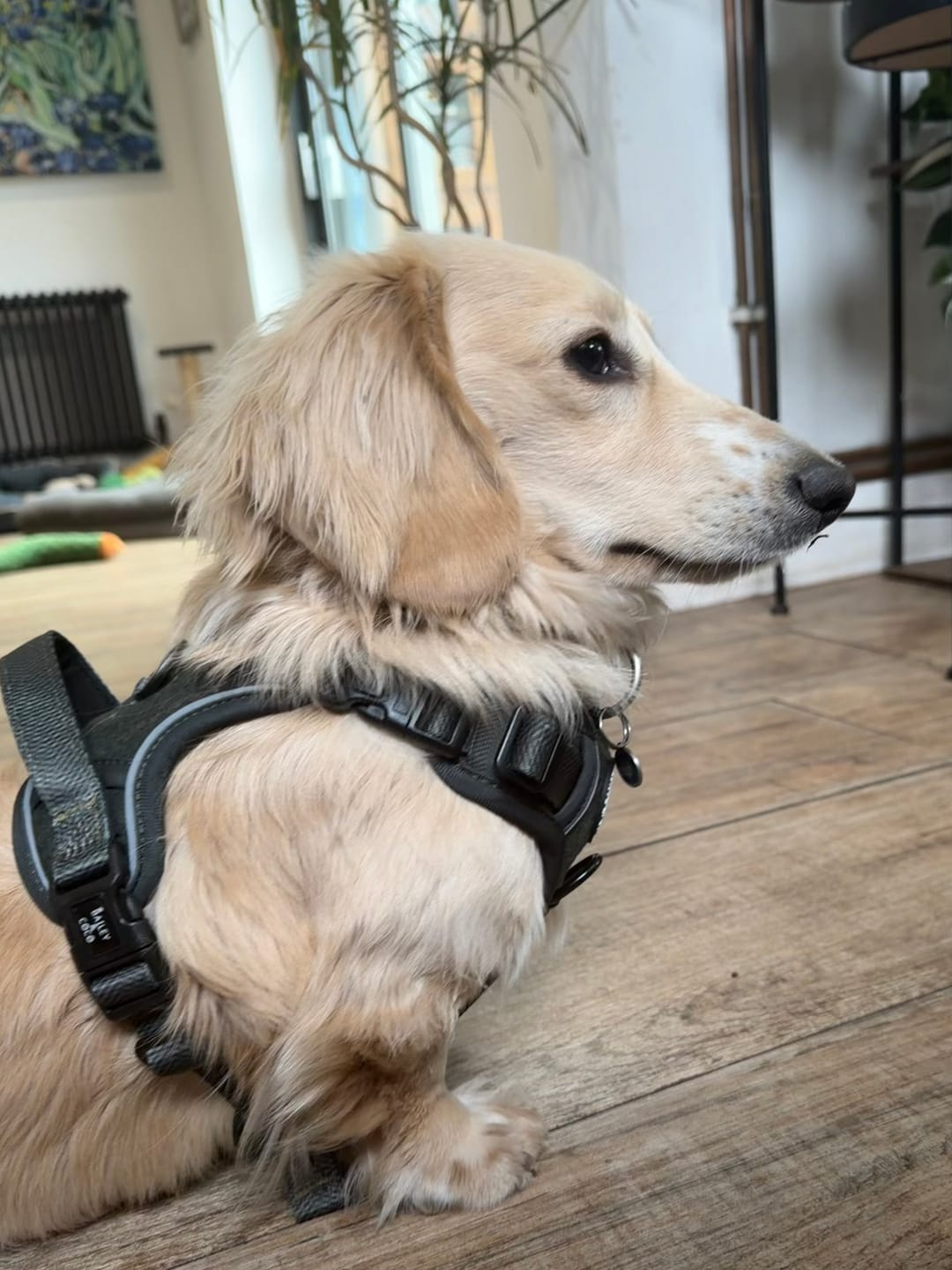 Customer photo review of Trail & Glow Tweed Dog Harness - Forest Tweed