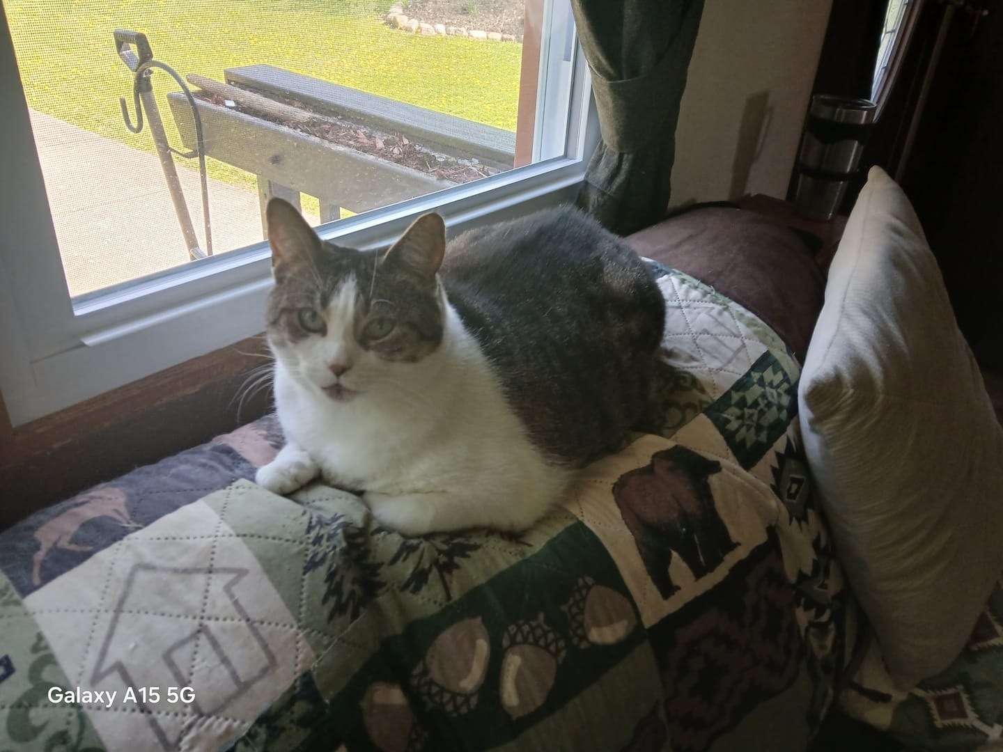 Customer photo review of 4x Blisso Advanced Cat Probiotic | Cat Probiotic for Diarrhea & Kidney Support
