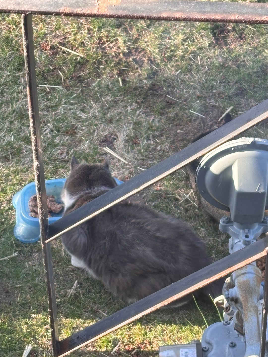 Customer photo review of Cat Mange Treatment | Sarcoptic, Demodectic & Ear Mites