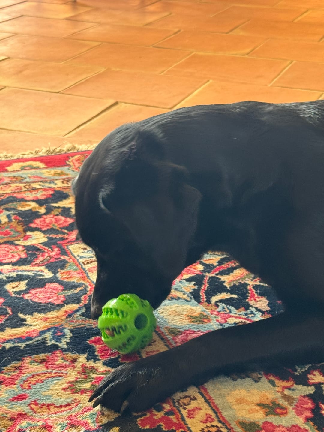 Customer photo review of Balle à friandises pour chien - SnackBall : Intéractif et ludique