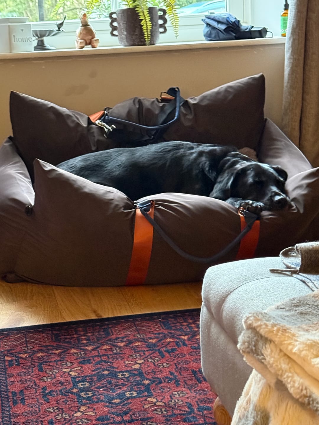 Customer photo review of Travel Dog Pod XL - Now With Isofix