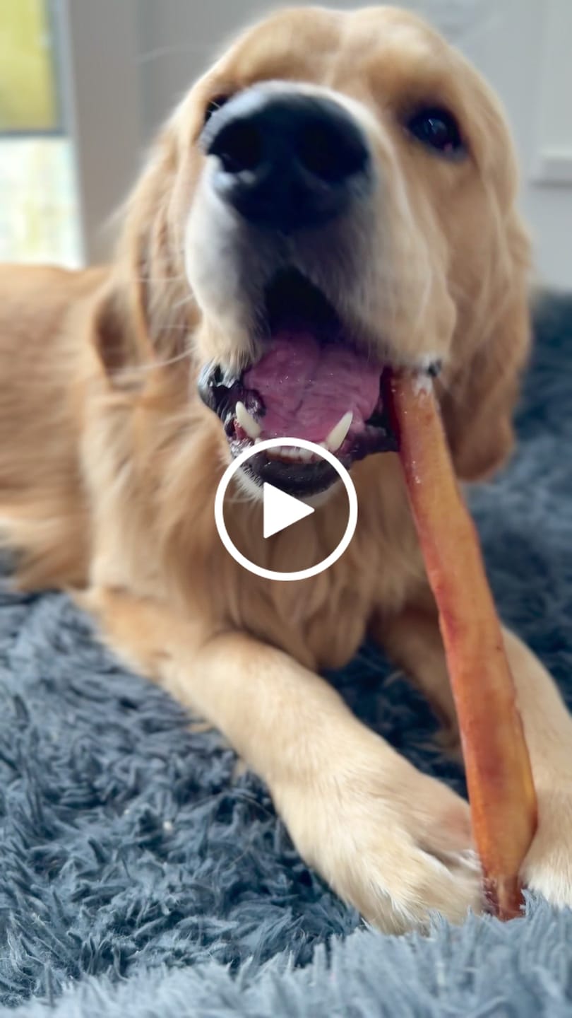 Customer video review of 12 Inch Monster Bully Stick
