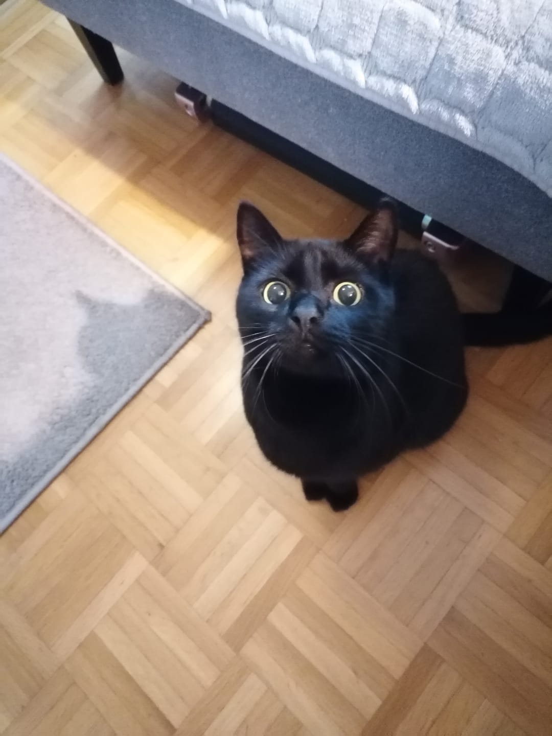 Customer photo review of Katzenklo Schaufel