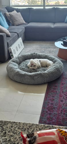 Customer photo review of Cama Antiestrés para Perros