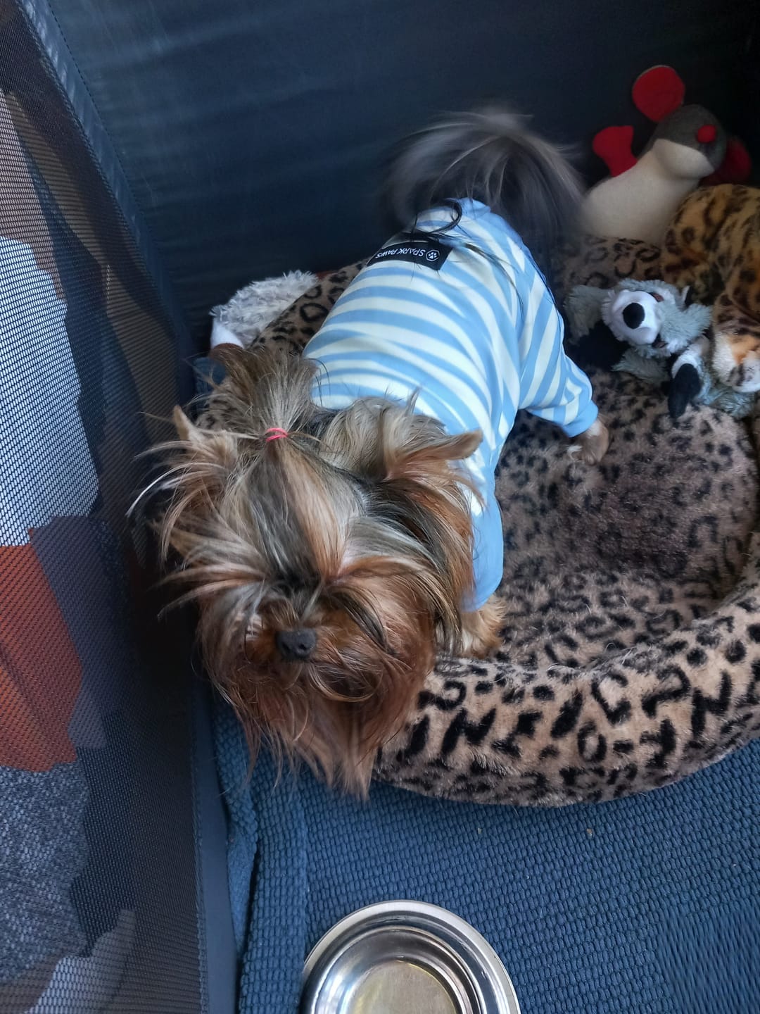 Customer photo review of Dog Pajama Prints
