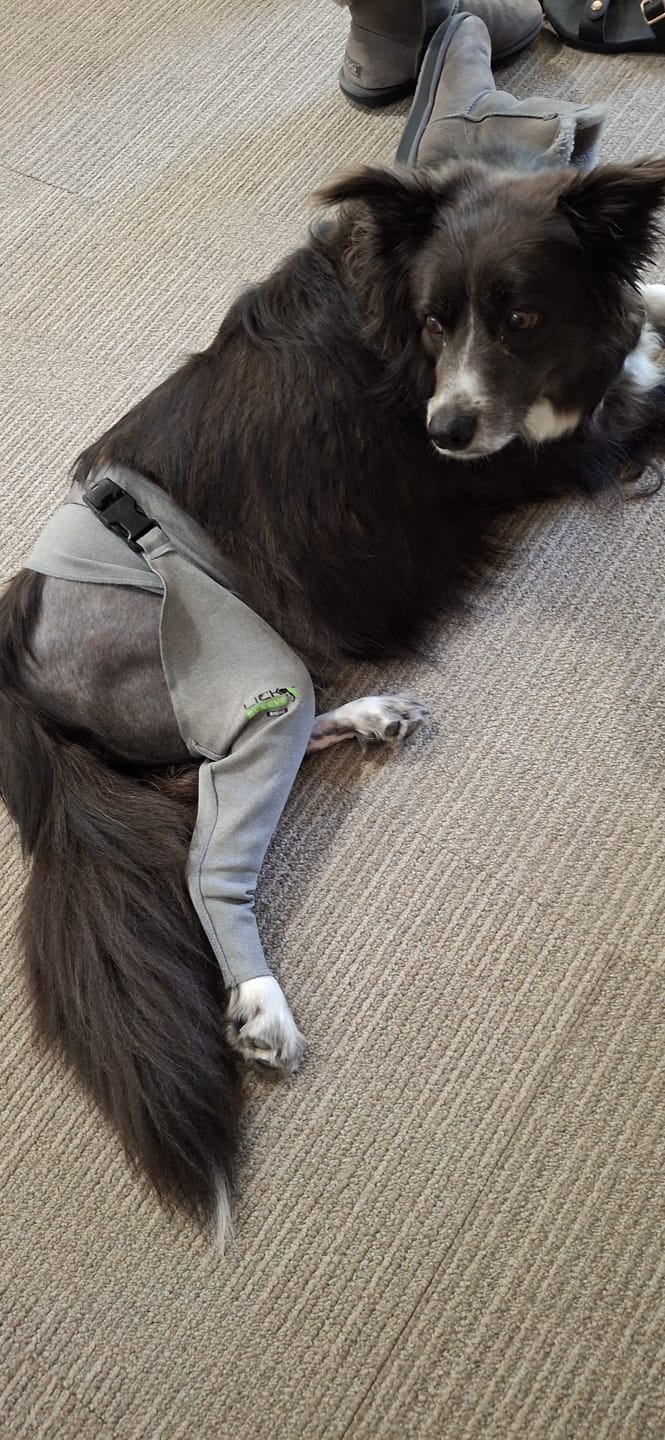 Customer photo review of Lick Sleeve