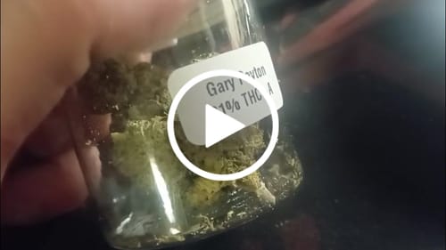 Customer video review of Miracle Alien Cookies (CALI) THCA Flower