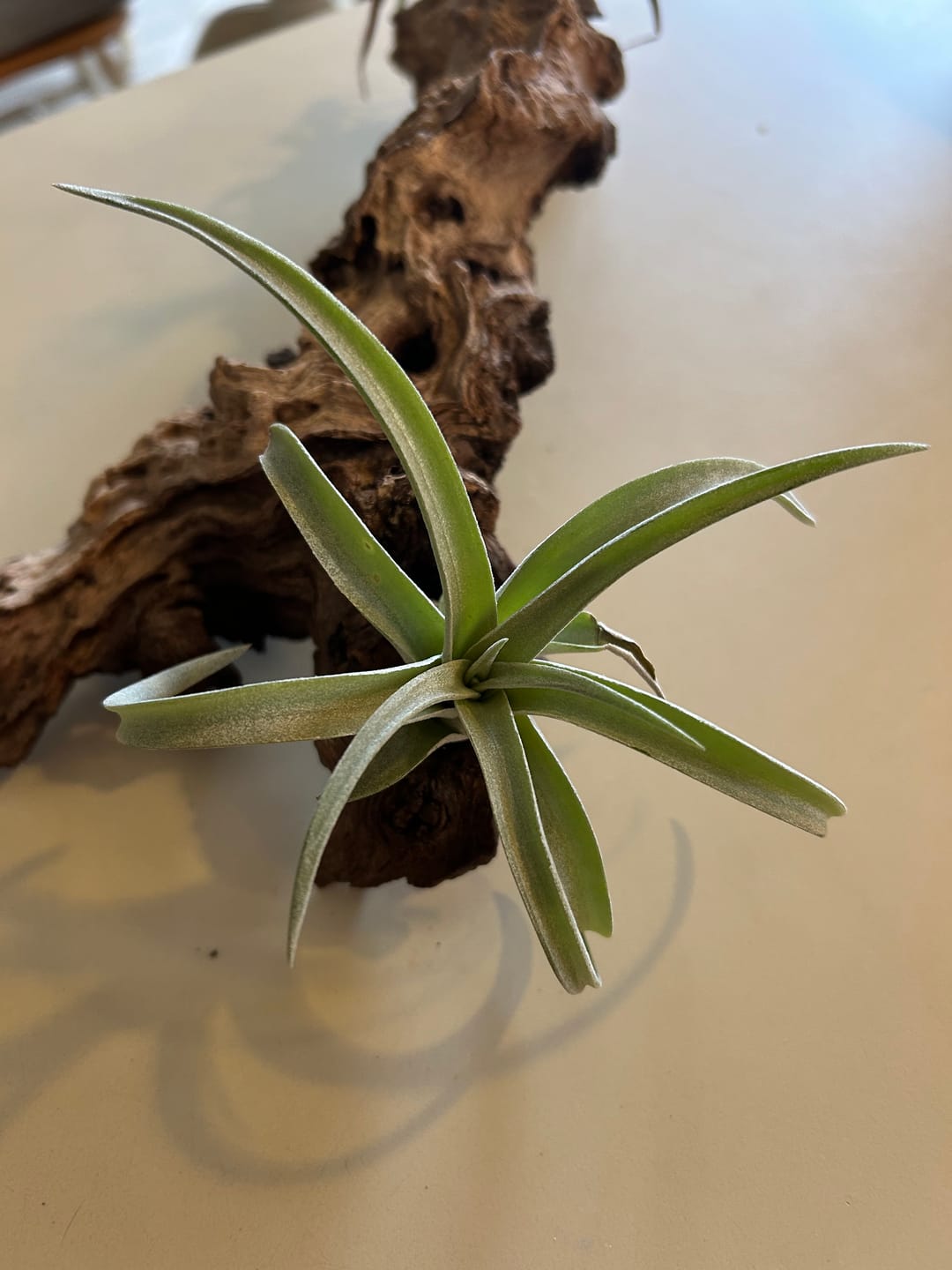 Customer photo review of Harrisii  (Easy Care Plant)  *Cannot Be Shipped Internationally*