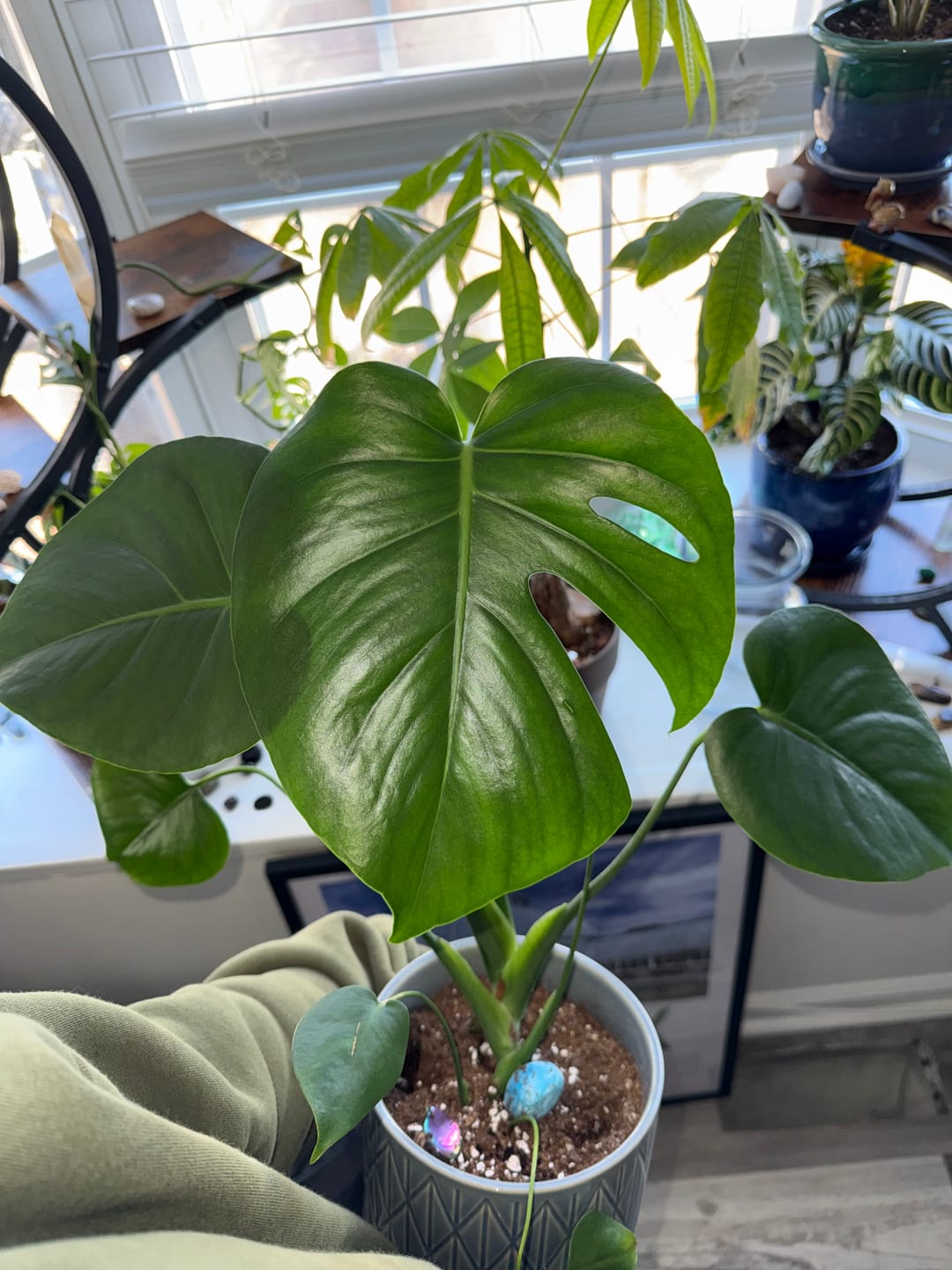 Customer photo review of Leaf Cleanse