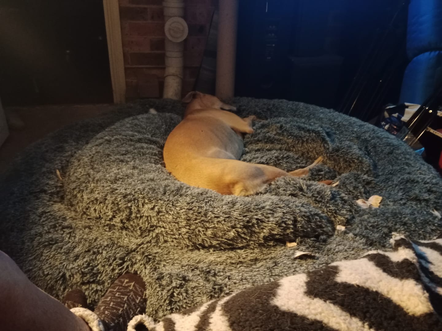Customer photo review of Premium Calming Pet Bed with Removable Cover