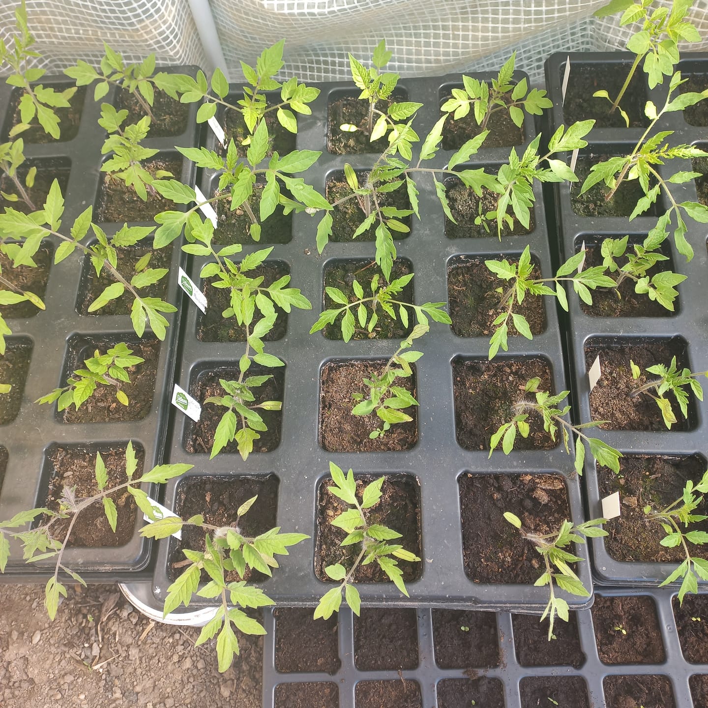 Customer photo review of QuickPot Anzuchtplatten