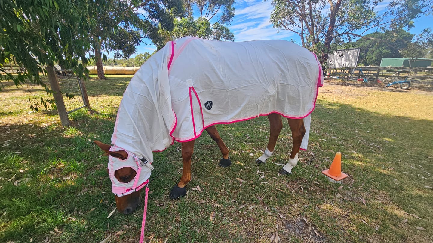 Customer photo review of Ulcer Armour+