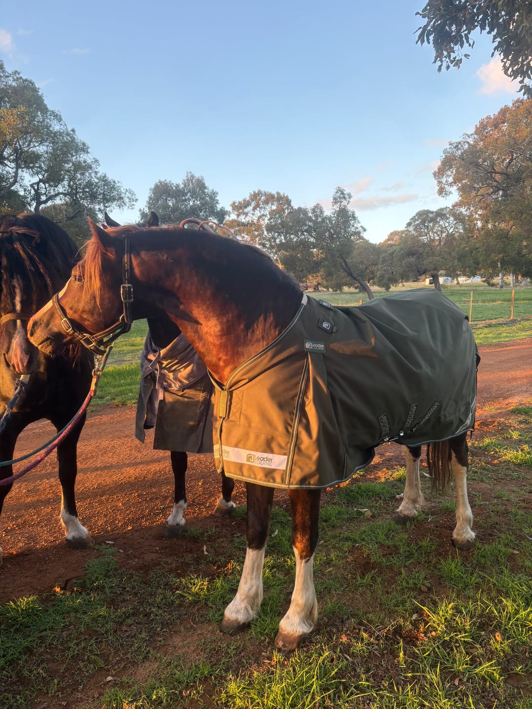 Customer photo review of LE Boxter Pony Turnout 50g