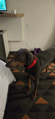 Customer photo review of Personalized Bully Proof Collar