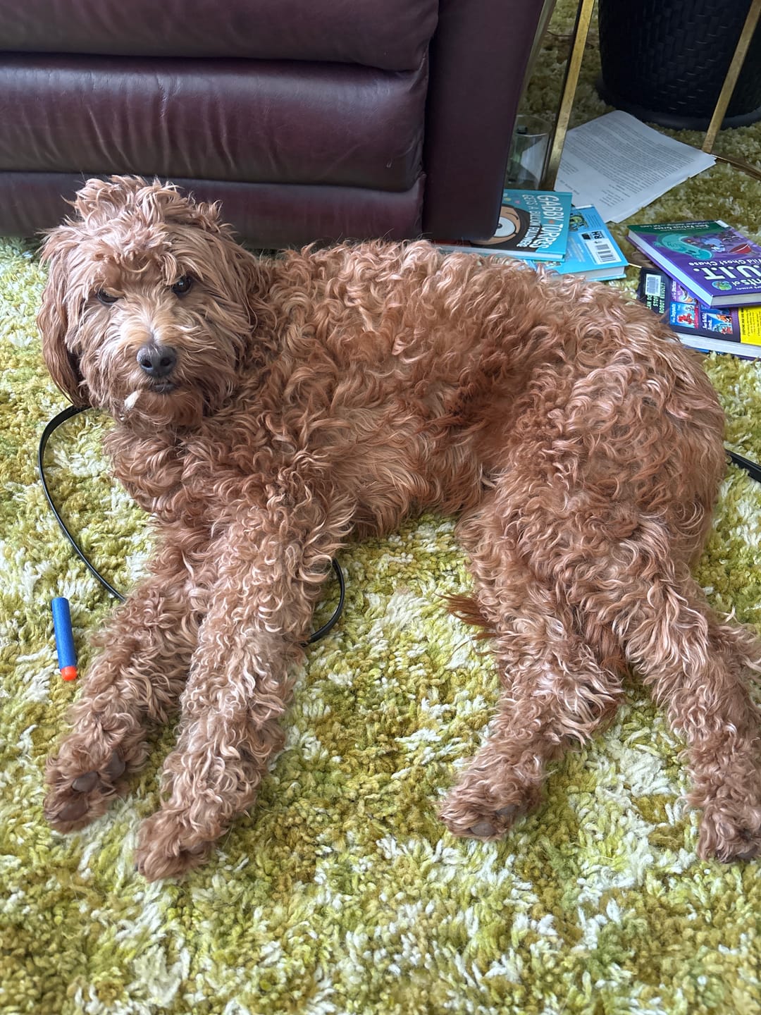 Customer photo review of 6 Inch Jumbo Bully Stick