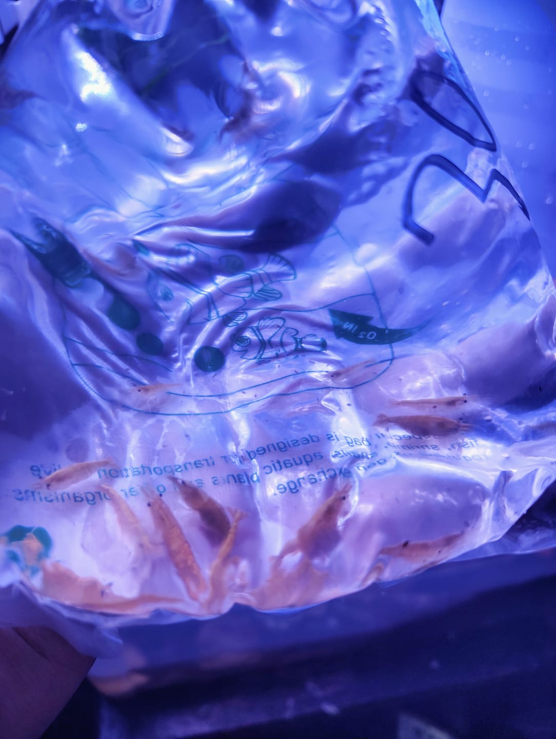 Customer photo review of Freshwater Pom Pom Crab (Ptychognathus barbatus)