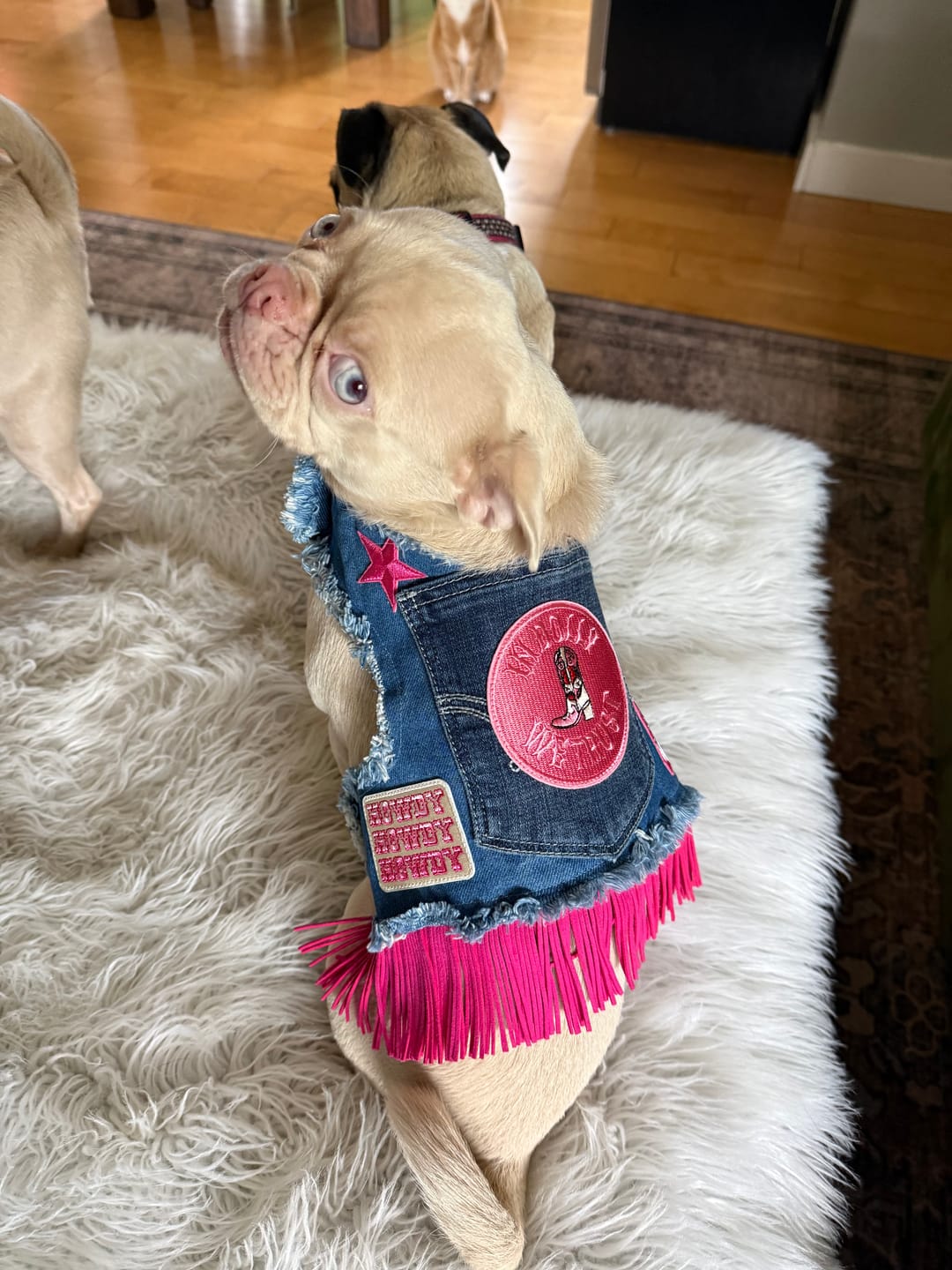 Customer photo review of Dolly Harness