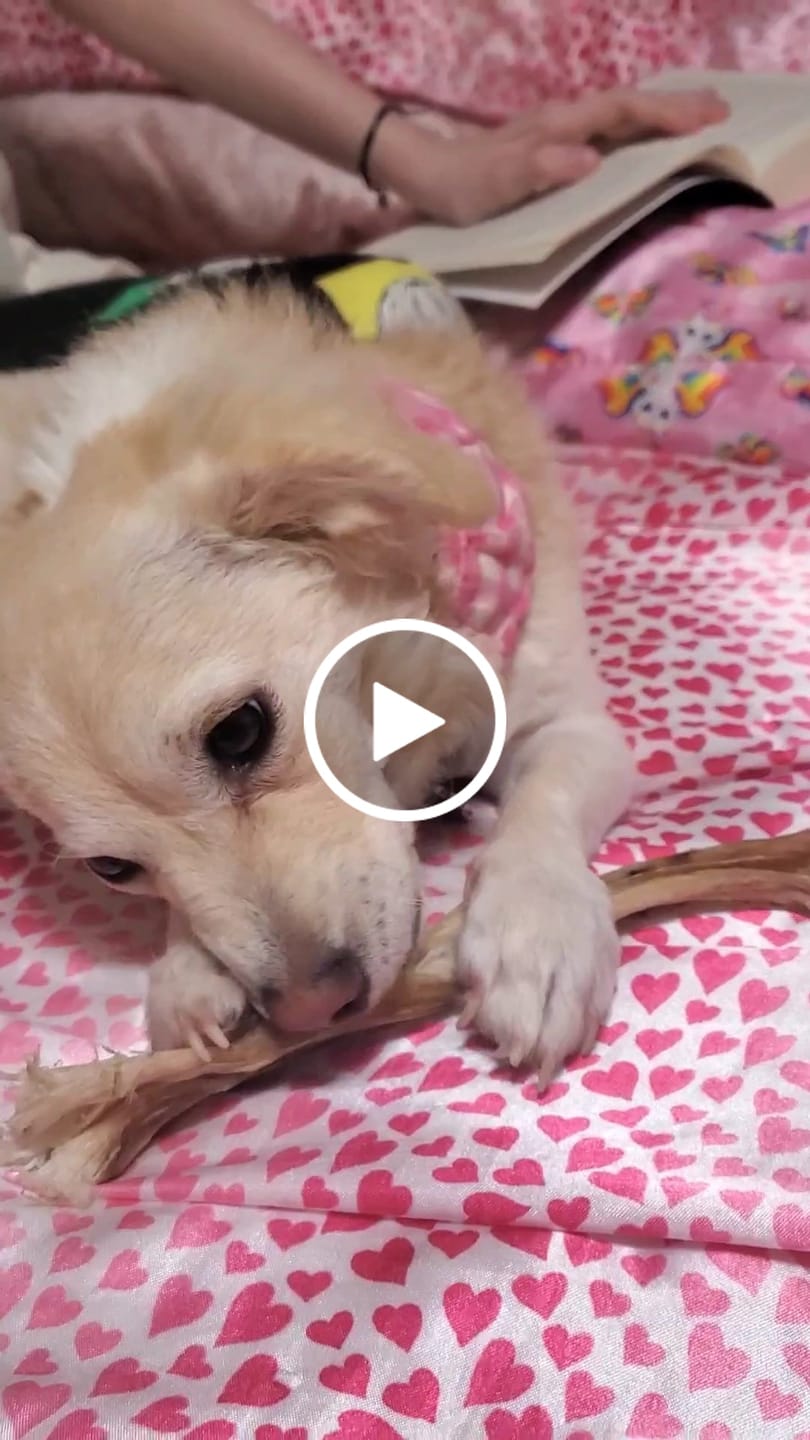 Customer video review of Ostrich Long Tendon (16" x 2.5" x 1"): The Satisfying, All-Natural Chew for Dental Health & Joint Support (Copy)