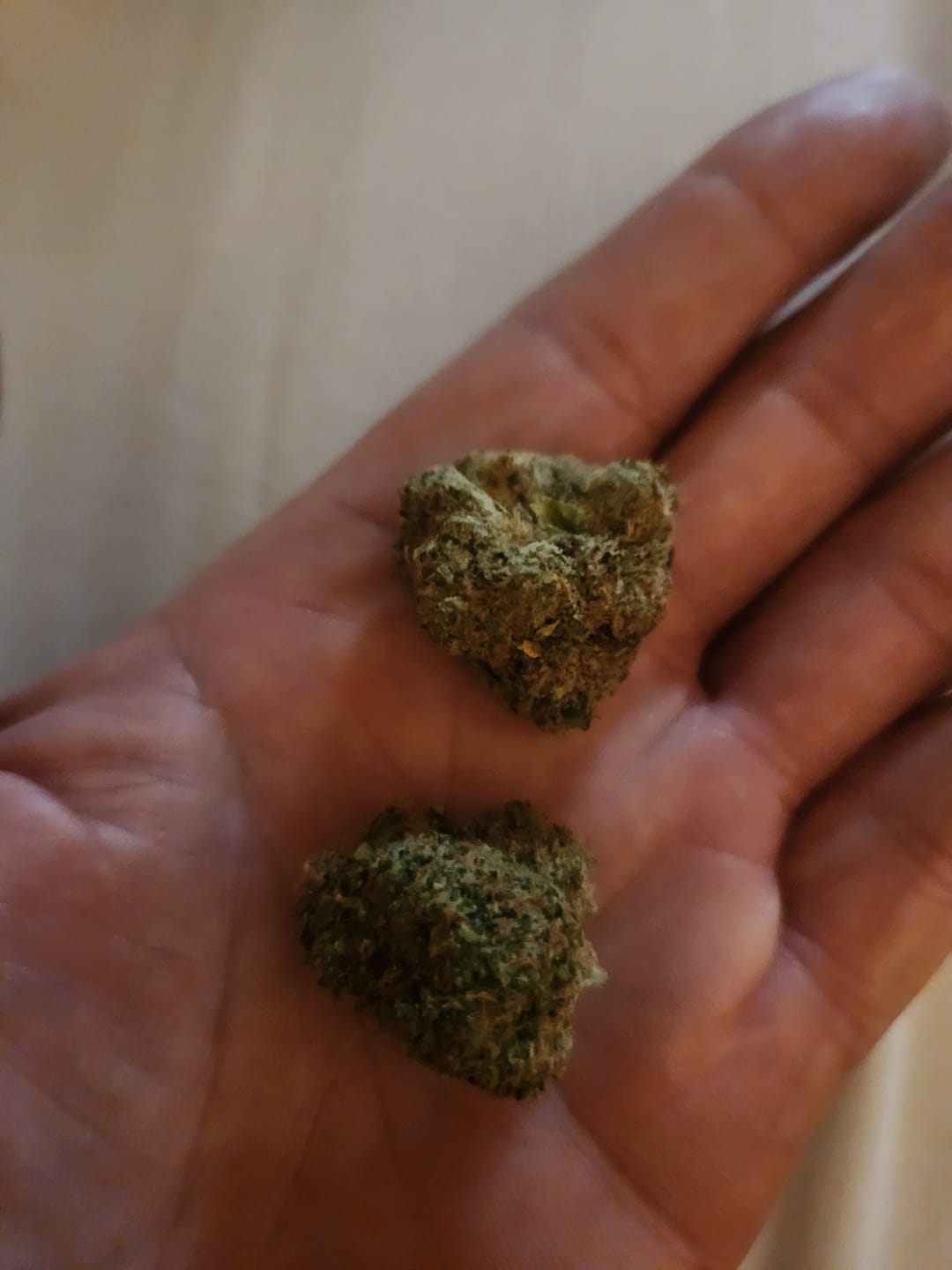 Customer photo review of Rainbow Sherbet Indoor - Bulk - Hybrid