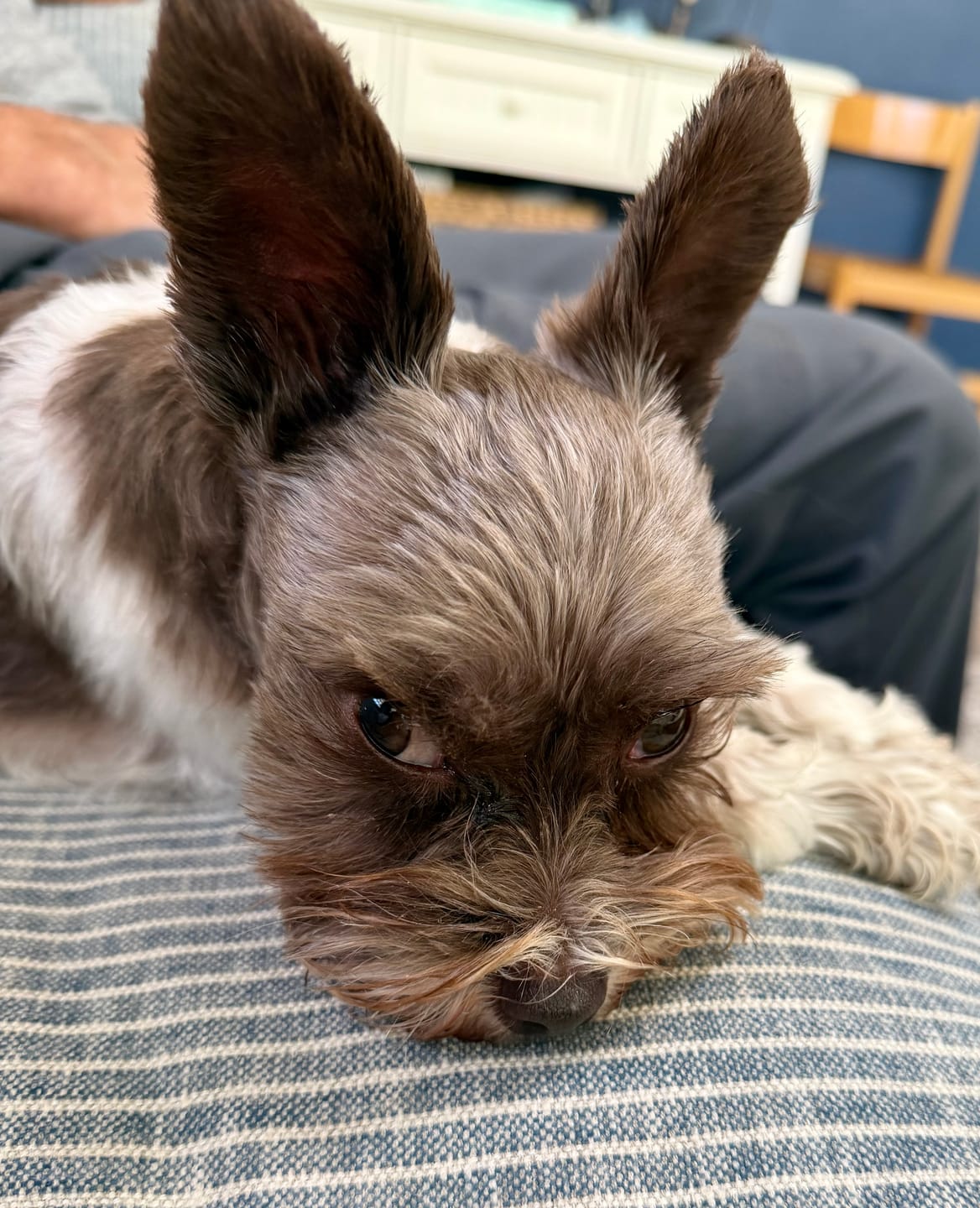 Customer photo review of Bark-Less Bites