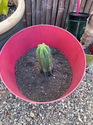Customer photo review of San Pedro Cactus | Trichocereus (Echinopsis) Pachanoi