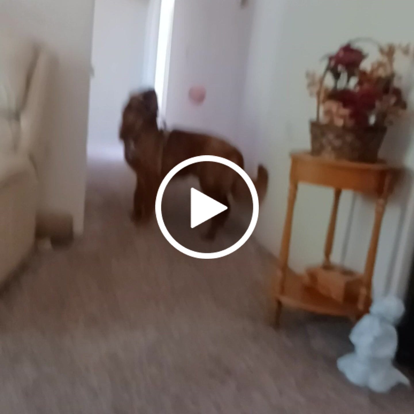 Customer video review of WUNDERball - Best Fetch Toy