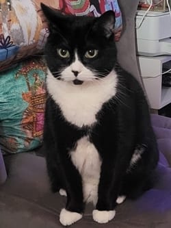 Customer photo review of Hairball B-Gone for Cats