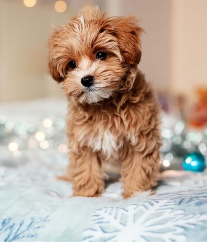 Customer's teething puppy sitting on a festive blanket, from a review for Blueberry Yak Chews.