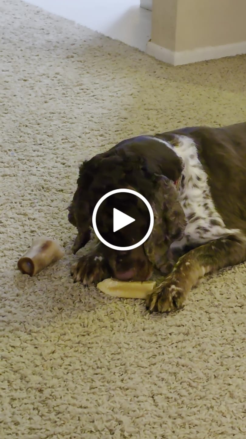 Customer video review of Himalayan Yak Cheese Chew Dog Treat