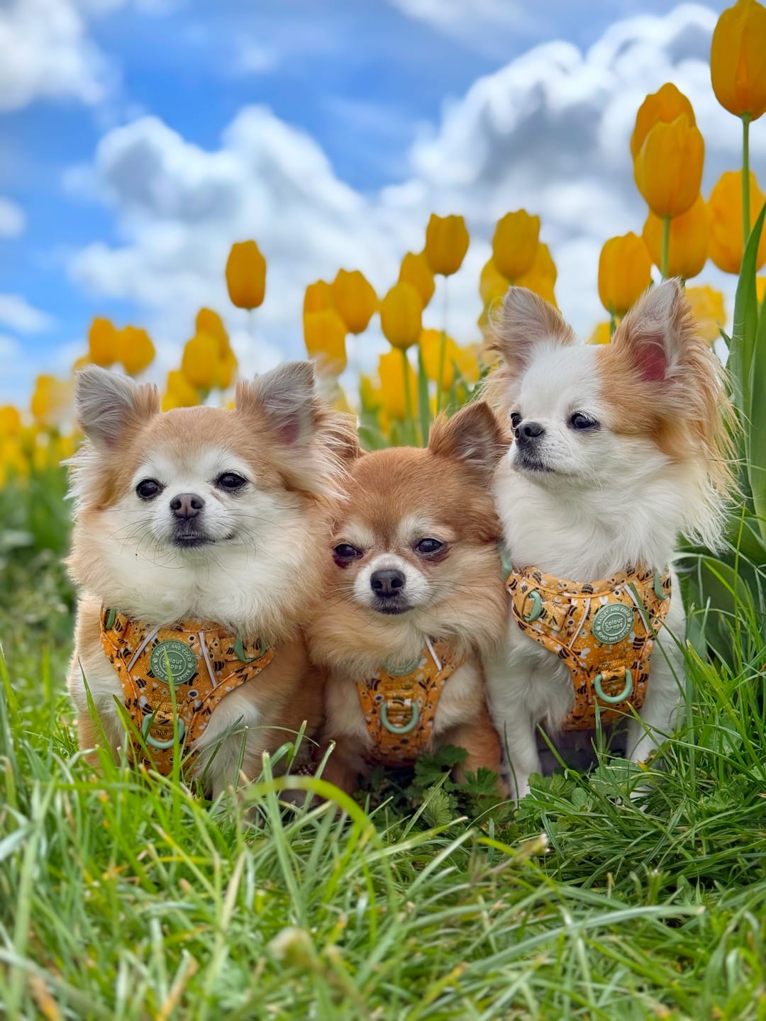 Customer photo review of Dog Harness - Colour Drops - Wanna-Bee