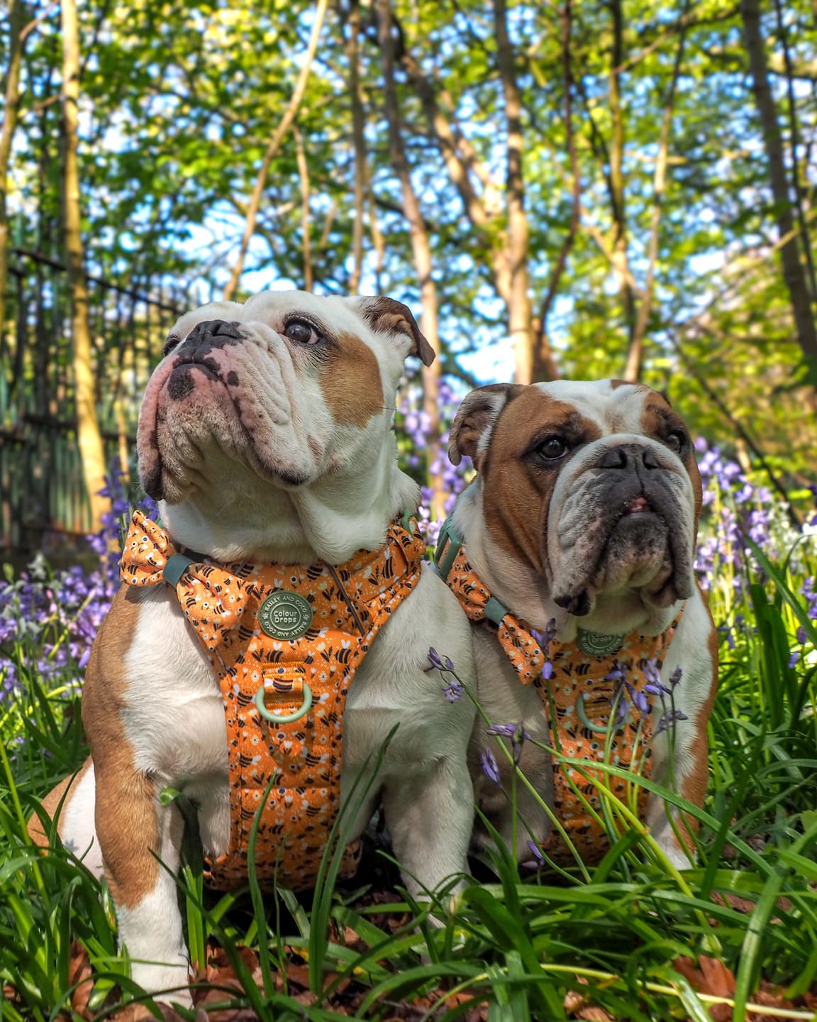 Customer photo review of Dog Harness - Colour Drops - Wanna-Bee