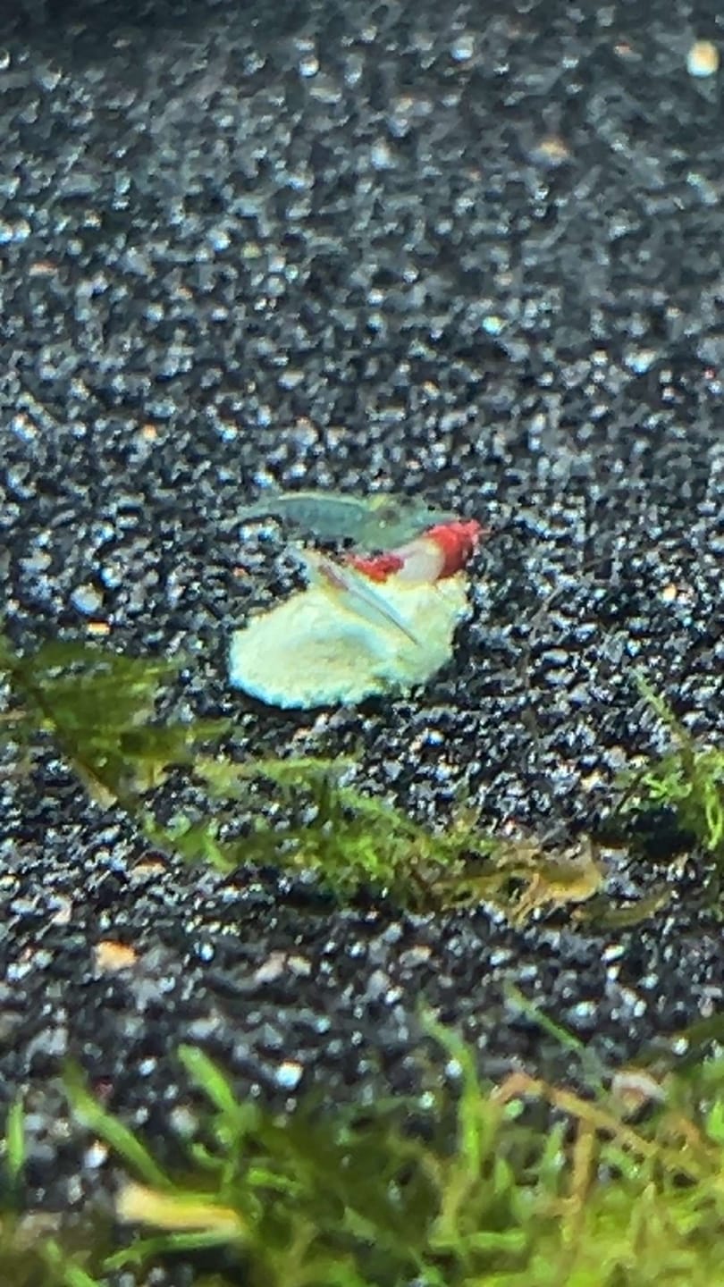 Customer photo review of Blue Velvet Shrimp