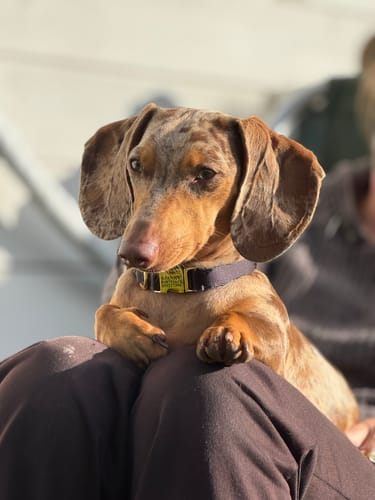Customer photo review of Collar Pets Club Hebilla Grabada
