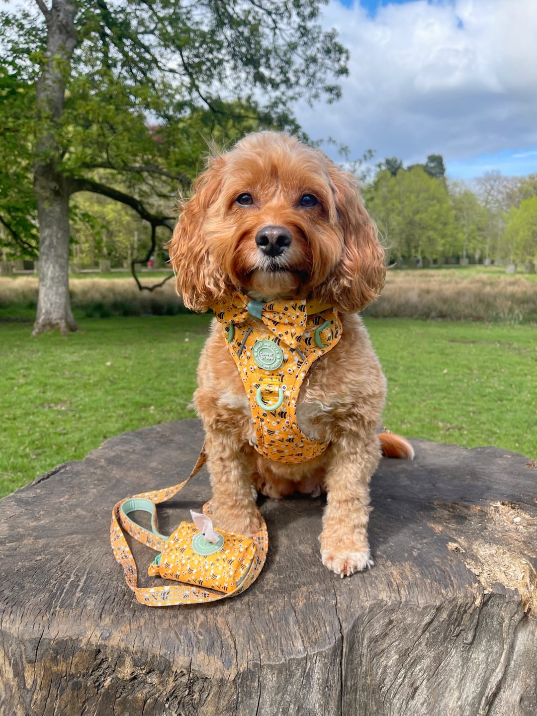 Customer photo review of Dog Harness - Colour Drops - Wanna-Bee
