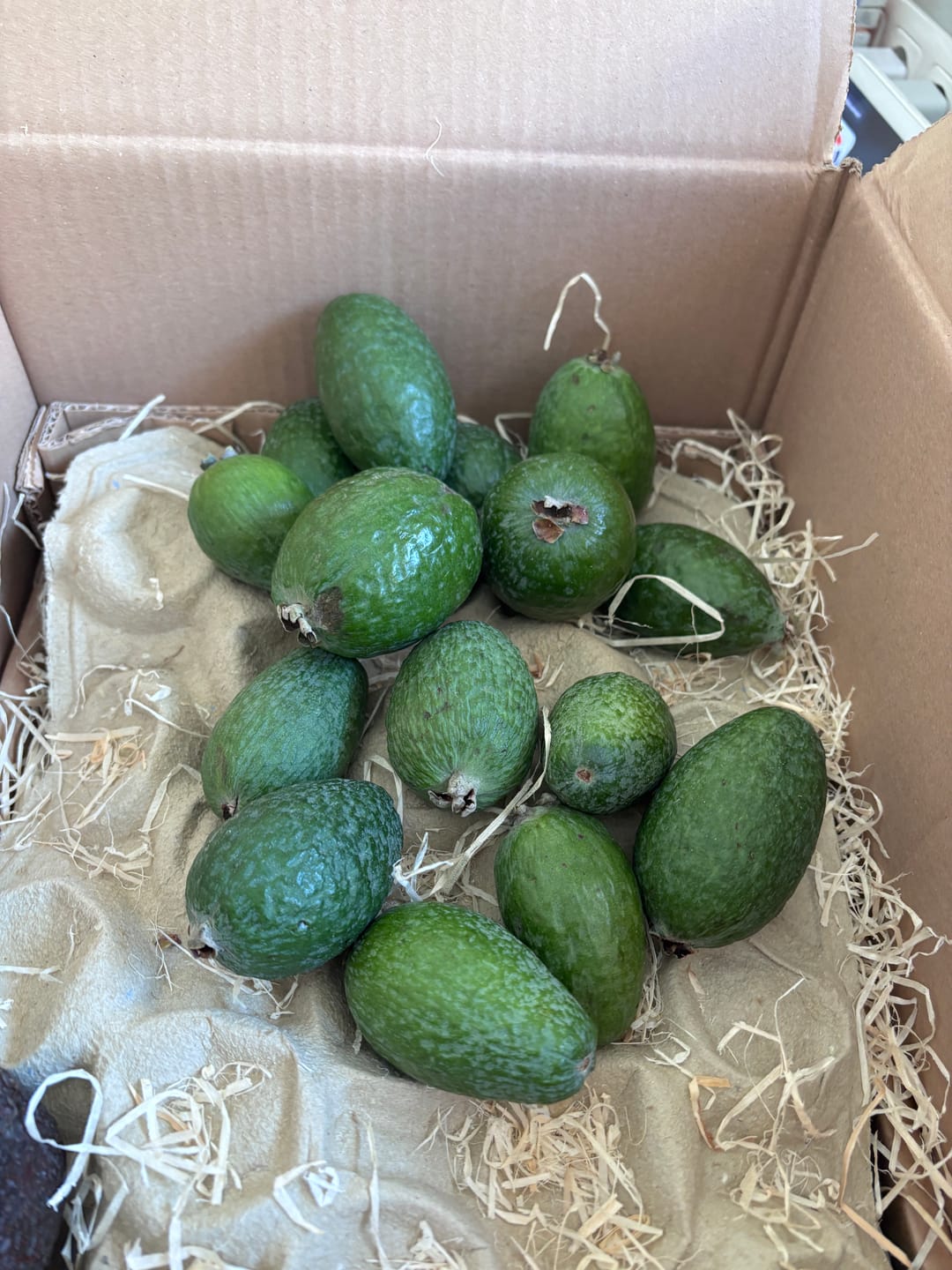 Customer photo review of Feijoa (brasilianische Guave)