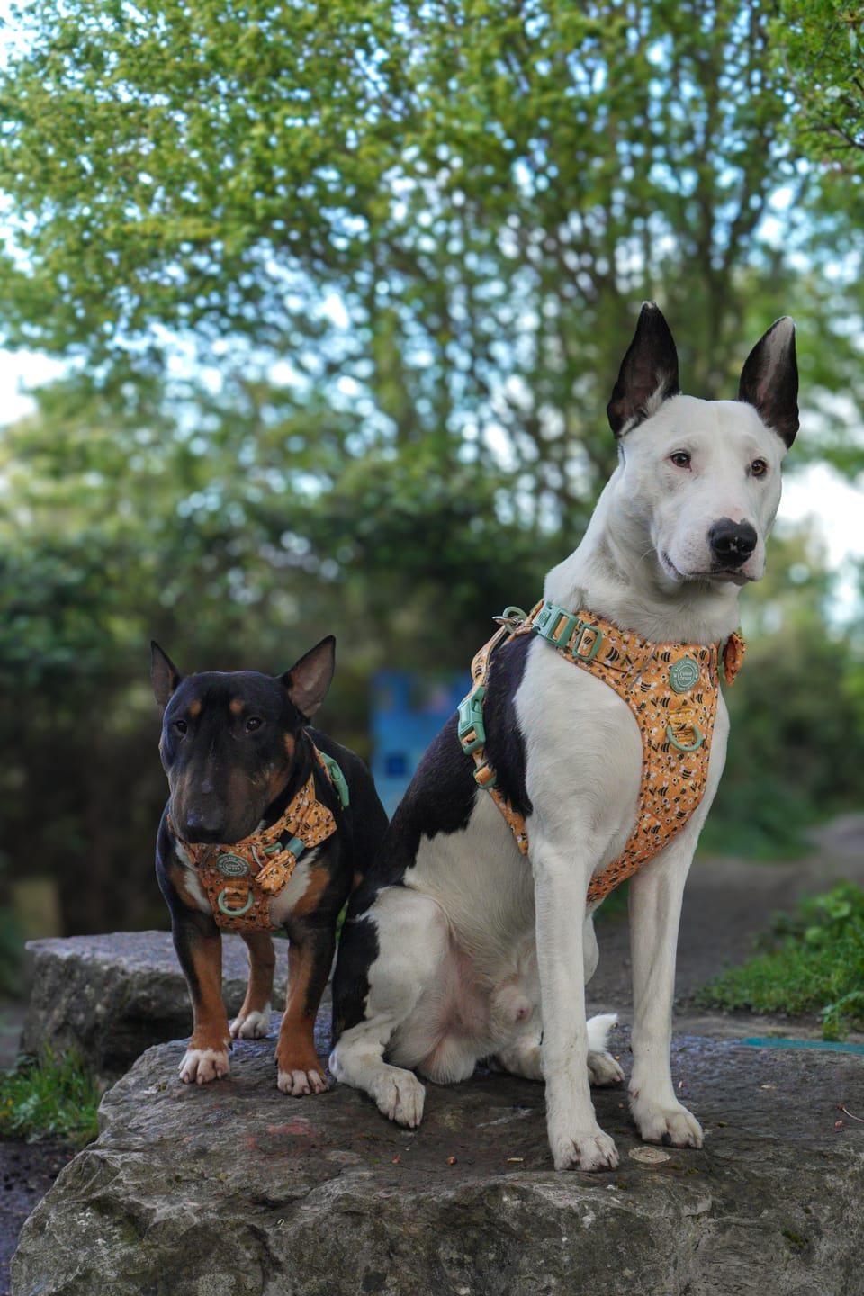 Customer photo review of Dog Harness - Colour Drops - Wanna-Bee