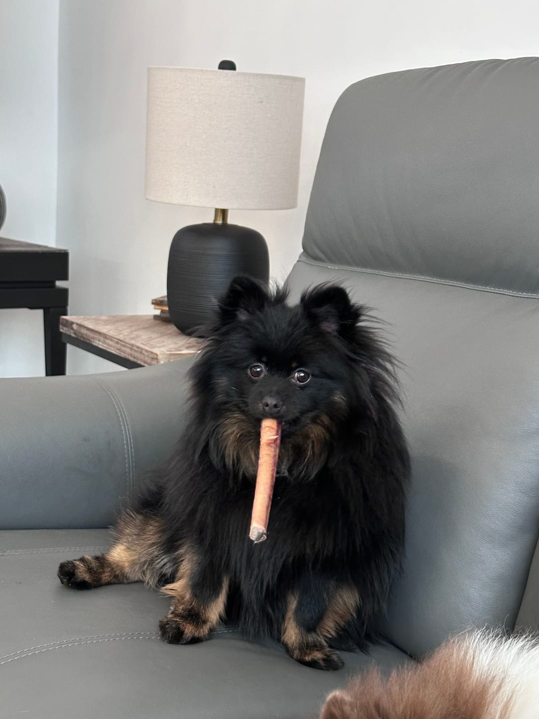 Customer photo review of 12 Inch Jumbo Bully Stick