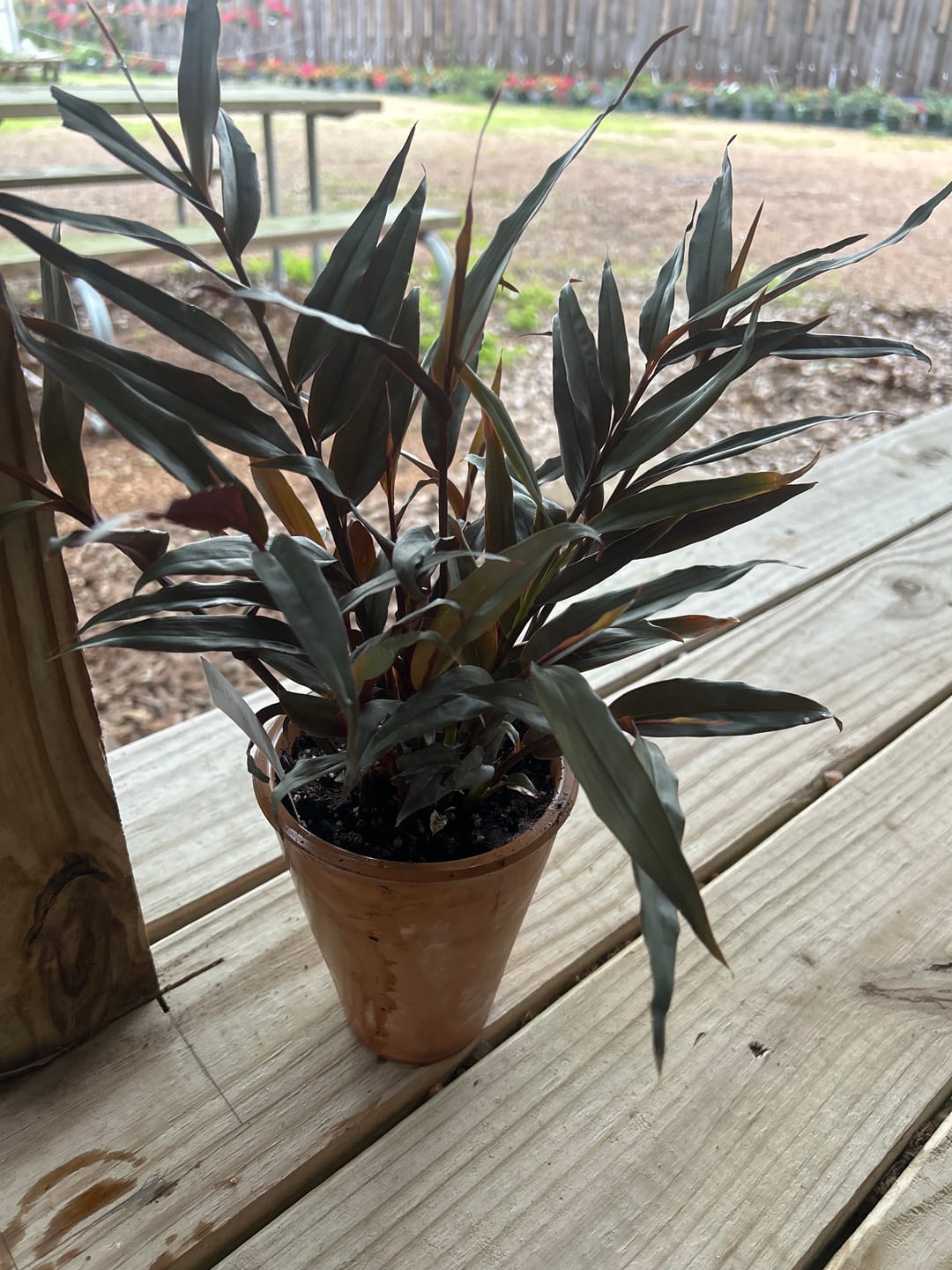 Customer photo review of Alpinia luteocarpa 'Red Rubin'